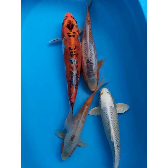 mix 31-41 cm