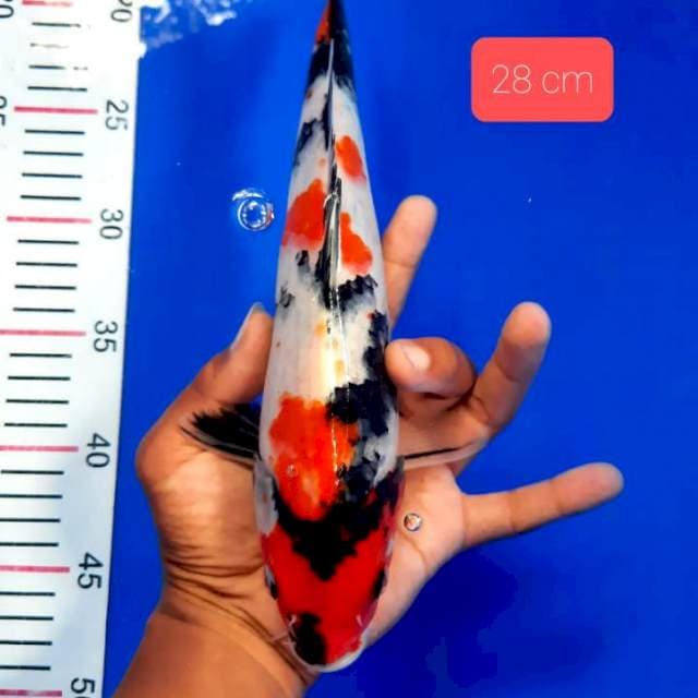 Showa 28 cm