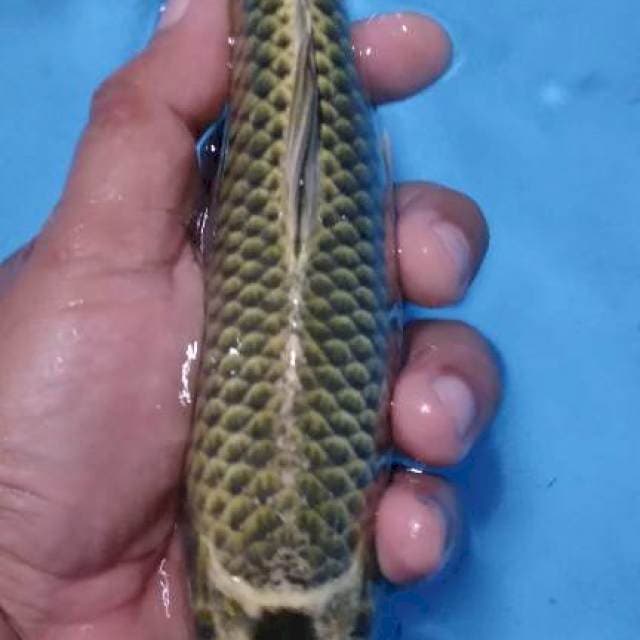 Mukasi male 25 cm