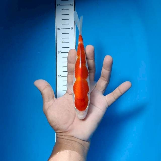Kohaku red