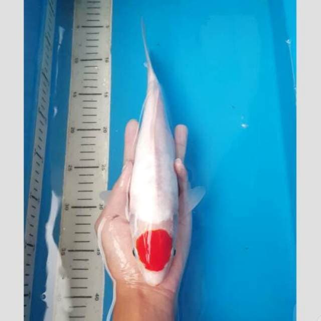 tancho doit original 35cm