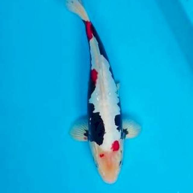 Benikumon 32cm
