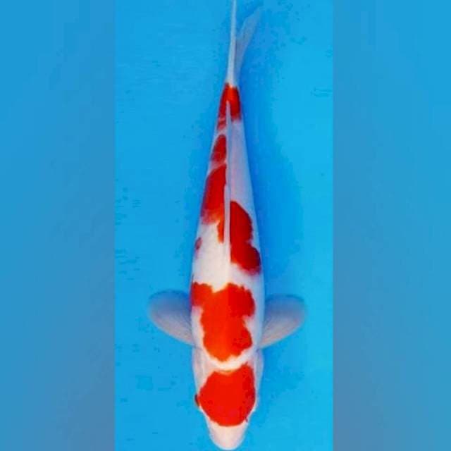 Kohaku