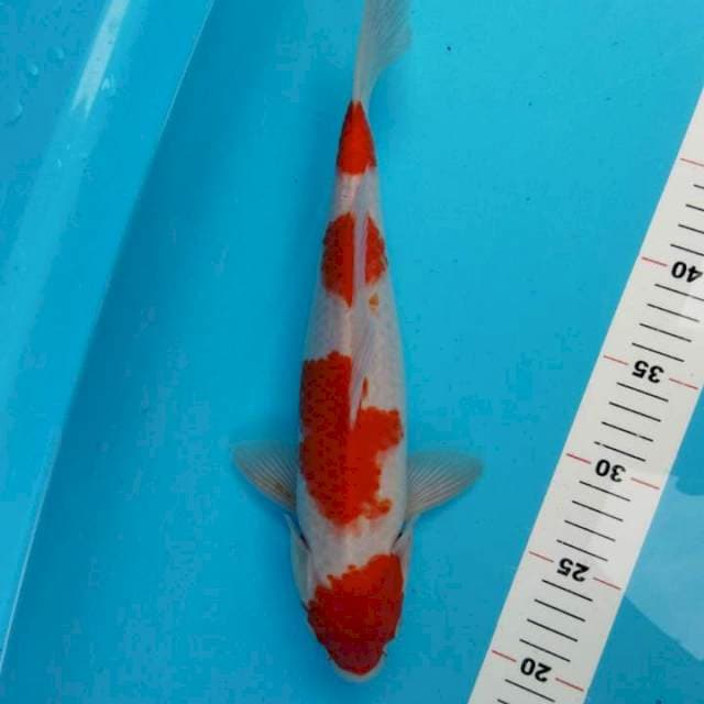 4step kohaku 32cm