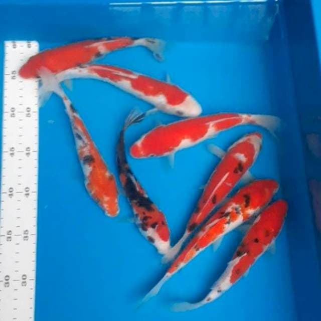 Kohaku sanke 20-22cm
