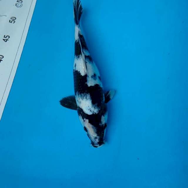SHIRO STROnG 31 cm