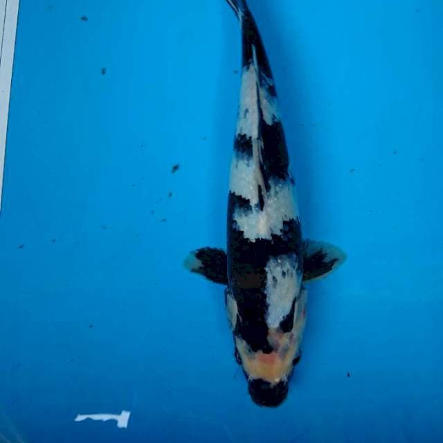 SHIRO 33 cm