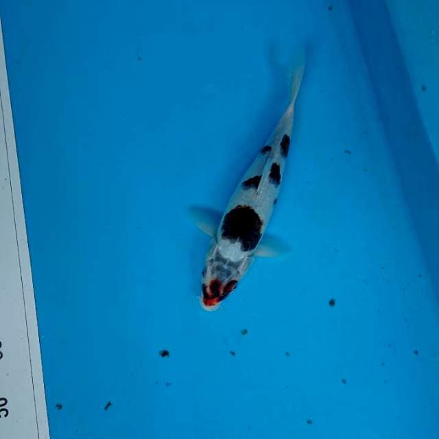 Budo goromo 27 cm