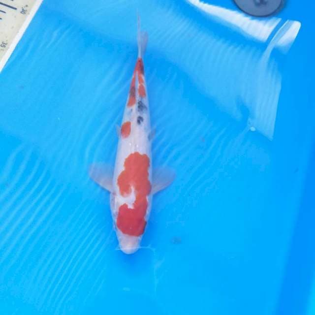 Sanke 27cm