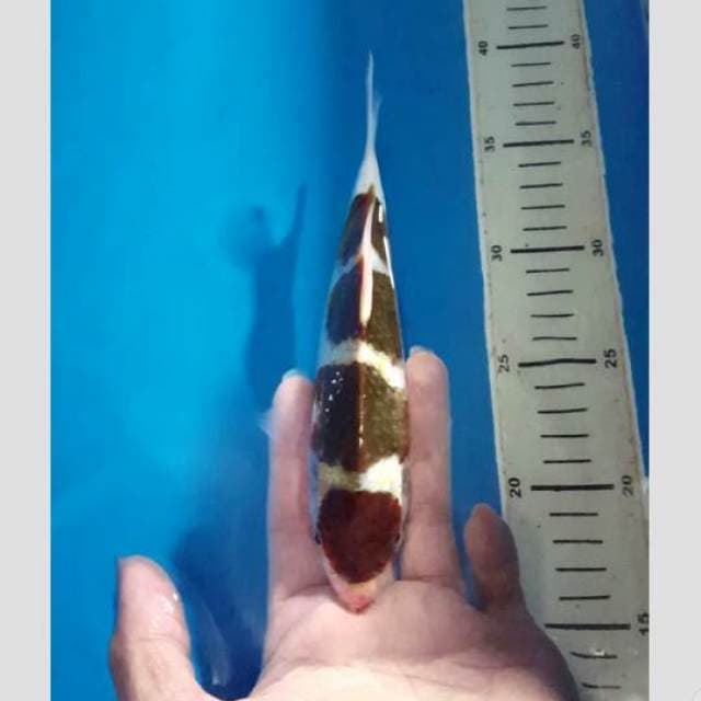 super budho goromo 20cm