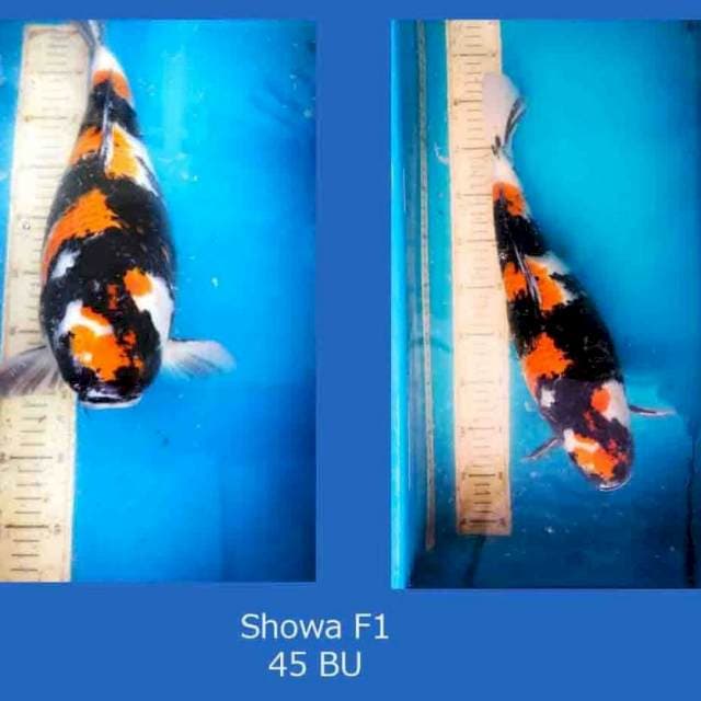 Showa Jumbo F1 45 BU