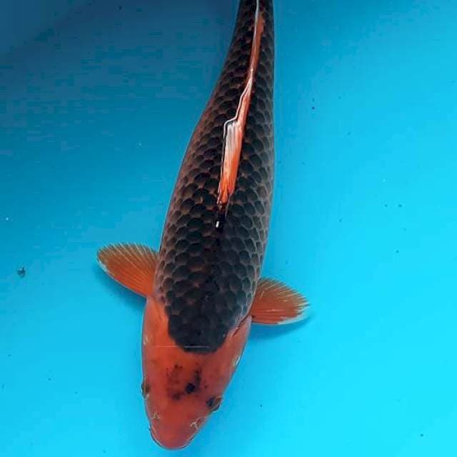Aka matsuba 45cm