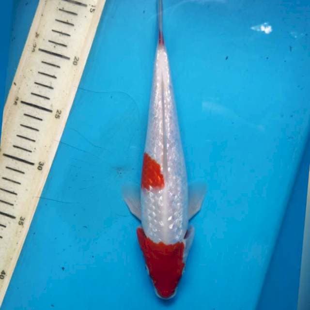 Maruten kohaku gidrin, 25 cm