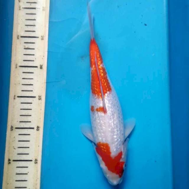 Kohaku gidrin, 27cm