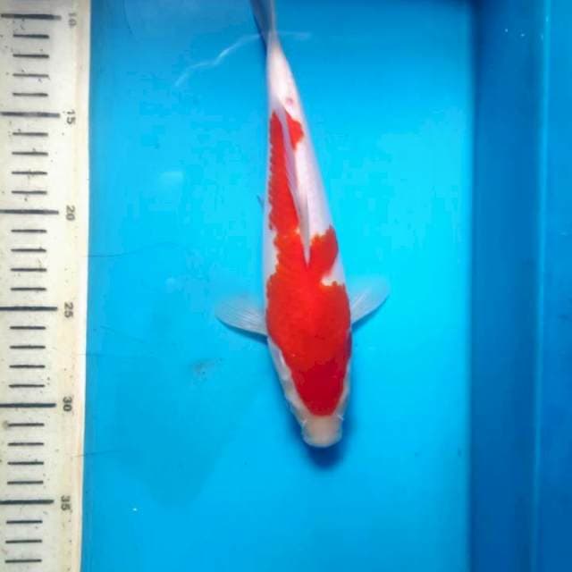Kohaku, 25cm