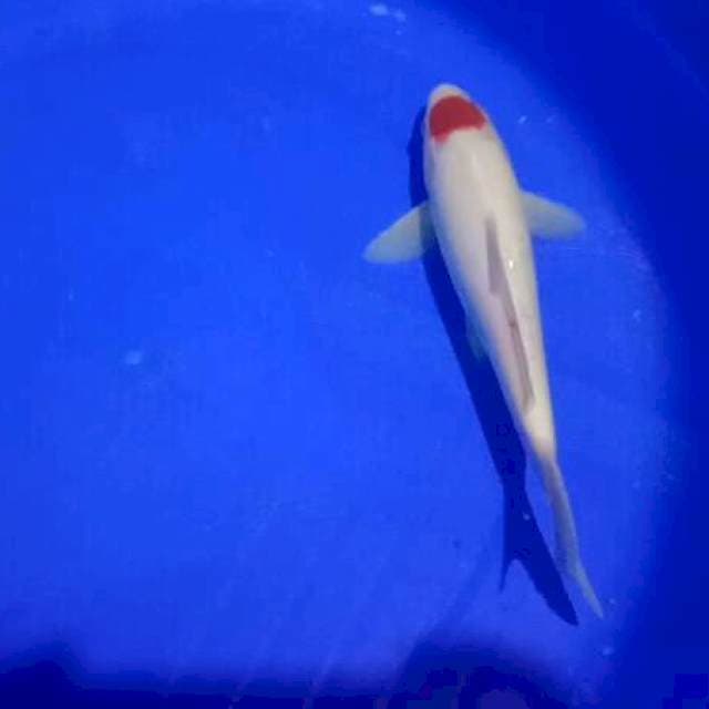 Tancho 26cm