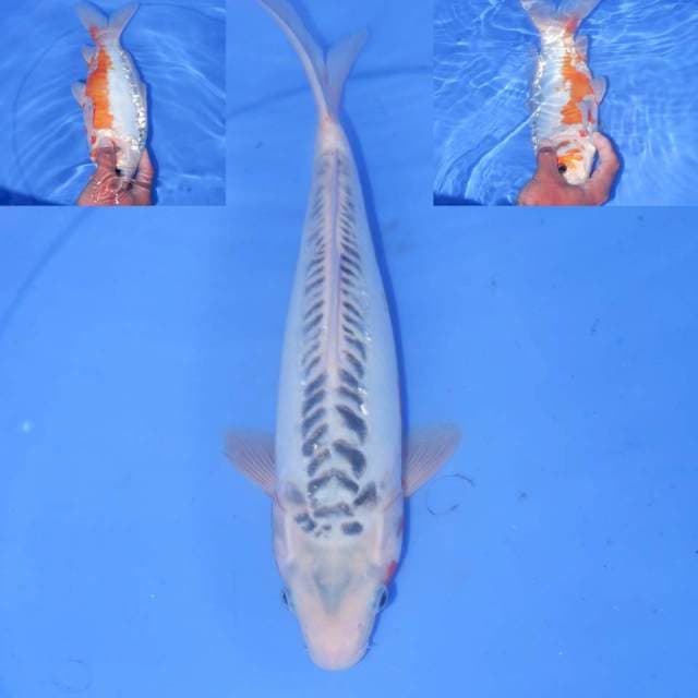 31cm SHUSUI