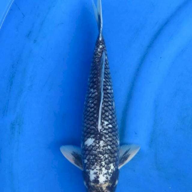 Suminagashi 32cm