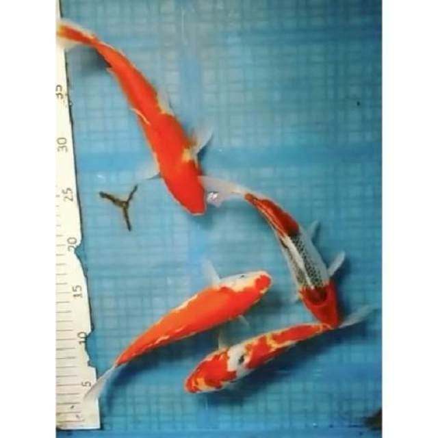 B25#pkt mix jos/4e/ 20_22cm