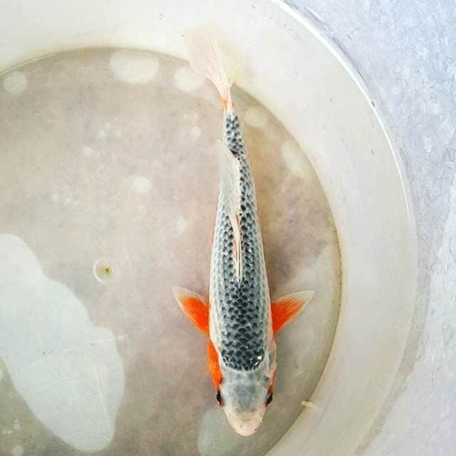ASAGI TEMBUS MANTAB