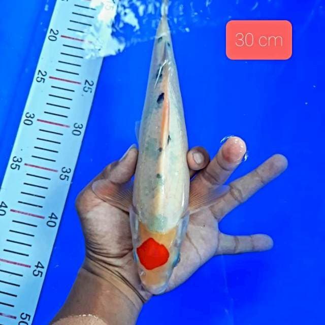 Tancho sanke 30 cm