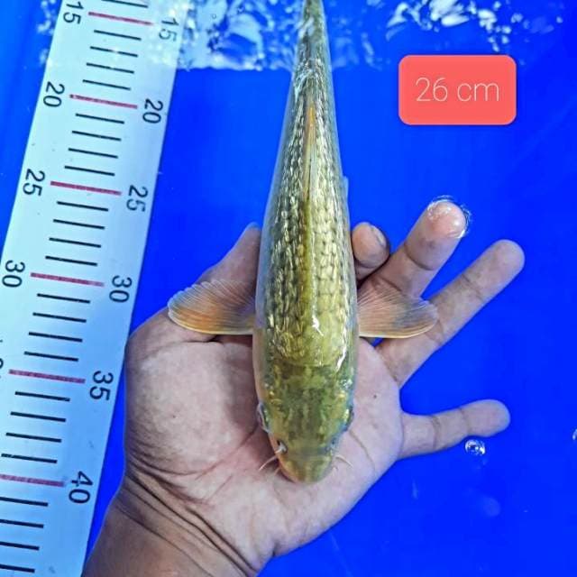 Full gjnrin 26 cm
