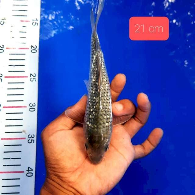 Mini ginrin 21 cm