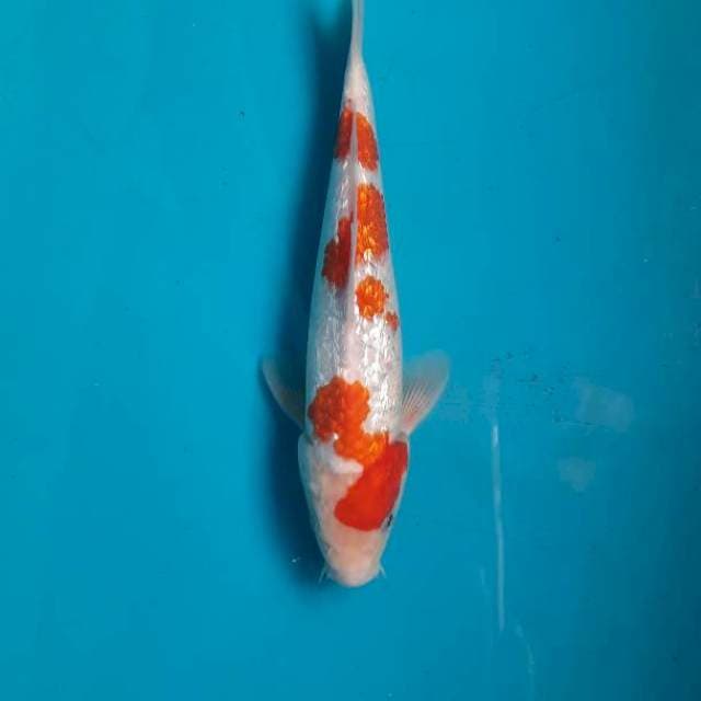 Ginrin kohaku 23cm Male