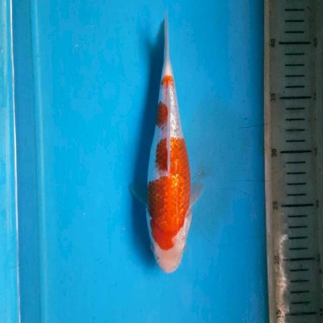 Ginrin kohaku 23cm Female