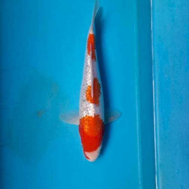 Ginrin kohaku 23cm Male