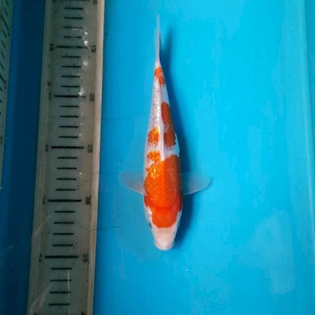 Ginrin kohaku 22cm female
