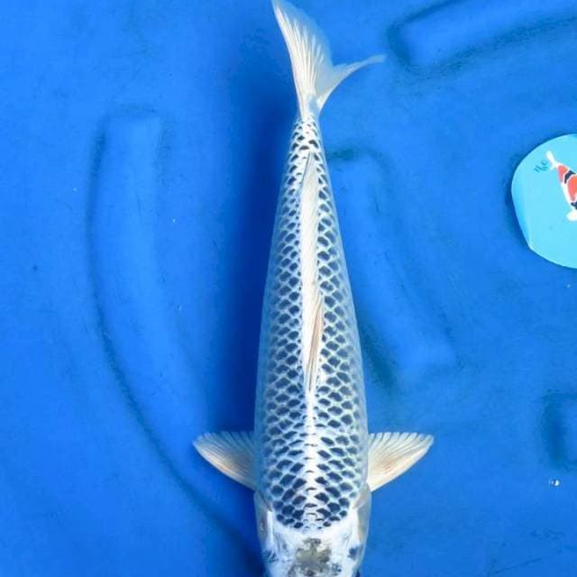Matshuba 40cm