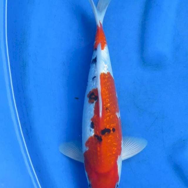 Taisho ginrin original patern 30cm