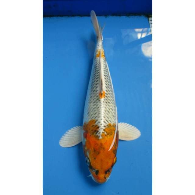 KUJAKU 31CM