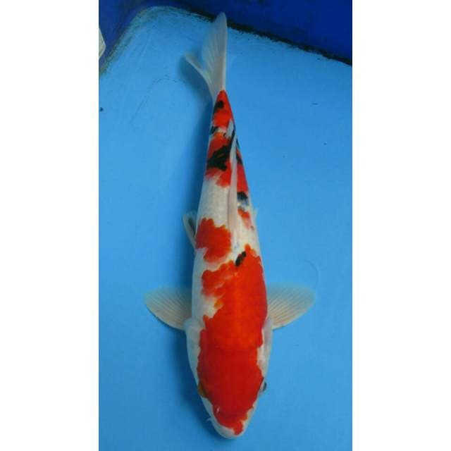 SANKE 29CM