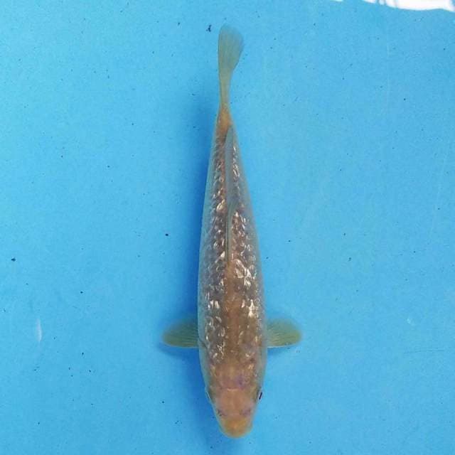Karashi Ginrin 20 cm