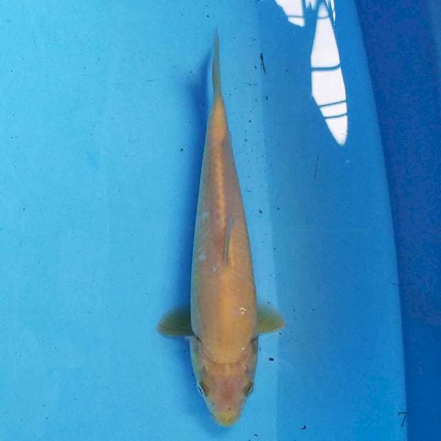 Karashi 20 cm