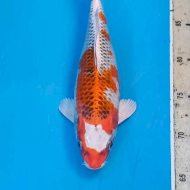 Kujaku 26cm