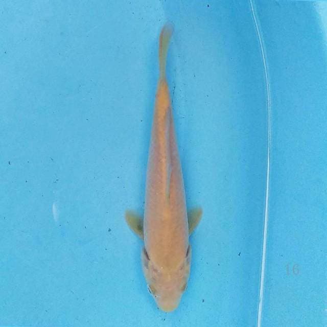 Karashi 19 cm