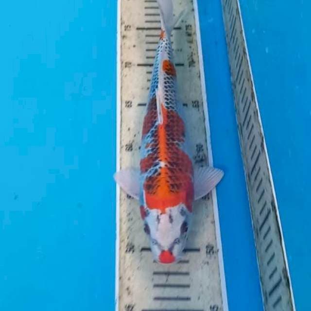 Kujaku 28cm