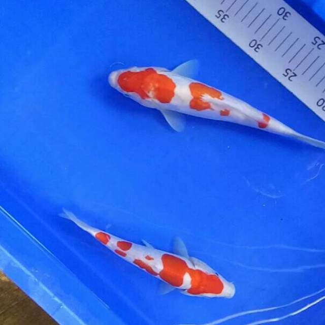 Original Doitsu 22 & 27 cm