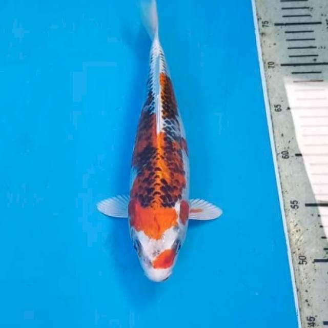 Kujaku 29cm