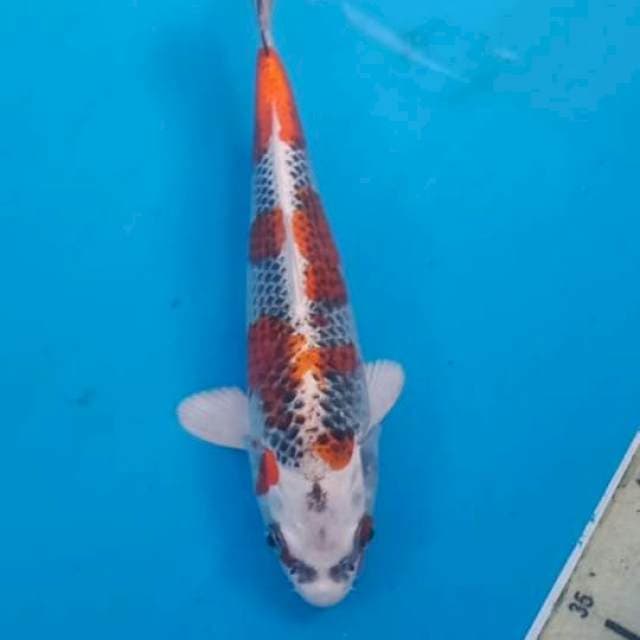 Kujaku 24cm