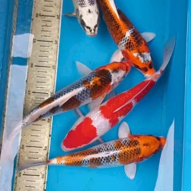 Paket 26-30cm
