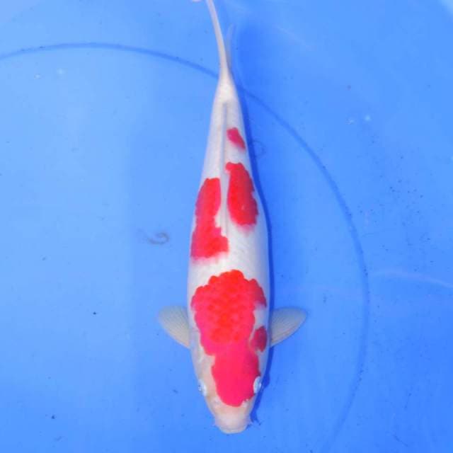 YOSIMA KOHAKU 32cm