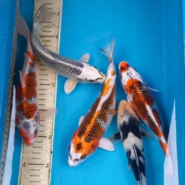 Paket 23-25cm
