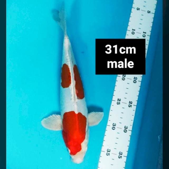 Kikushui 31cm male