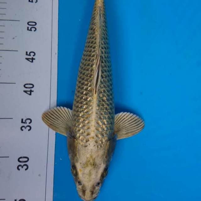 ANTIK GINRIN 33 cm
