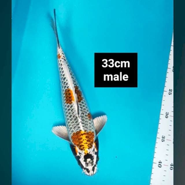 Ochiba kogane strong 33cm male