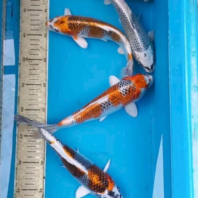 Paket 23-25cm